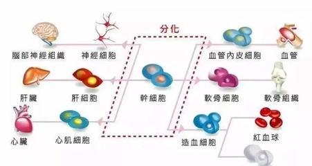 儲存干細胞 為未來健康構(gòu)筑希望種子